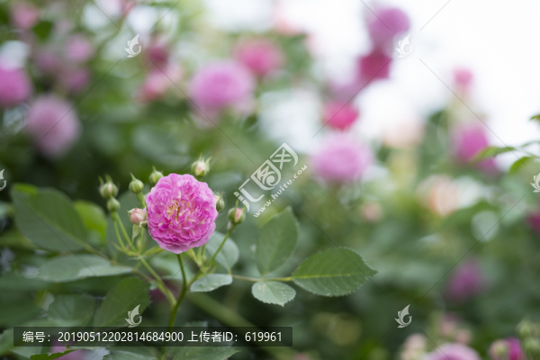 薔薇花