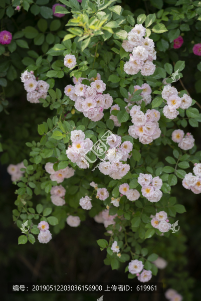薔薇花