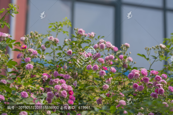薔薇花