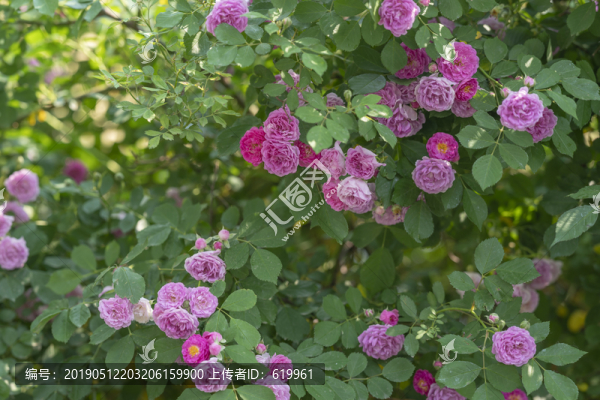 薔薇花