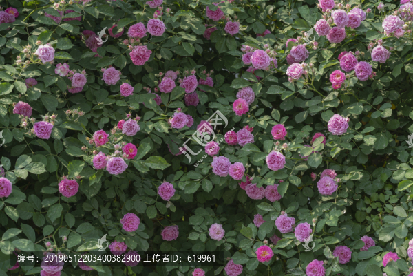 薔薇花