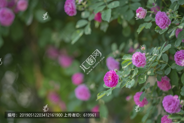 薔薇花