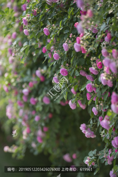 薔薇花