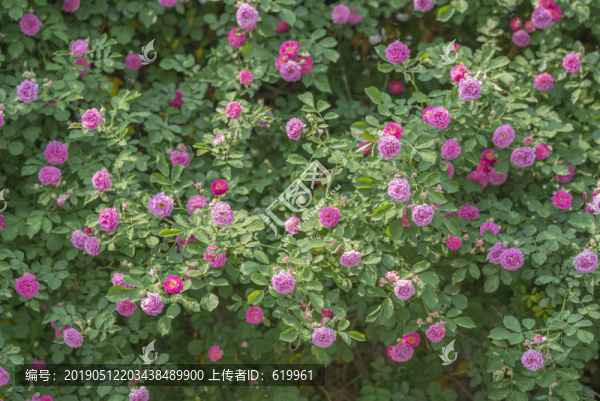 薔薇花