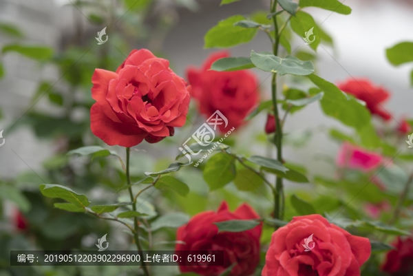 月季花