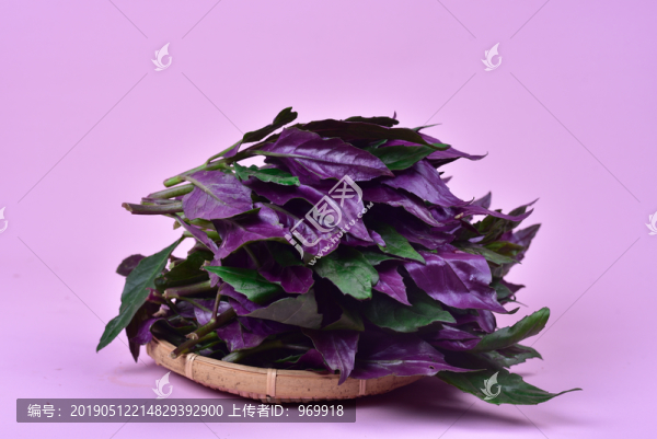 血皮菜