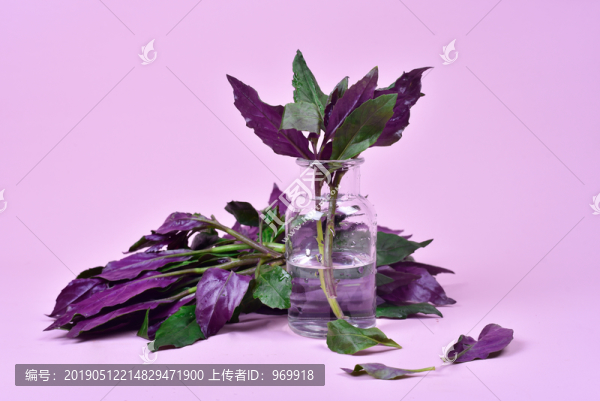 紫貝菜
