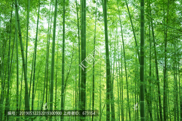 竹林
