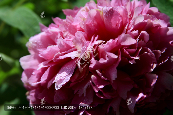 牡丹花