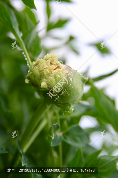 牡丹花