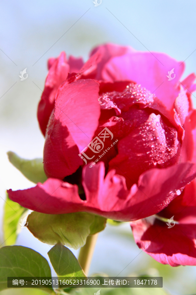 牡丹花