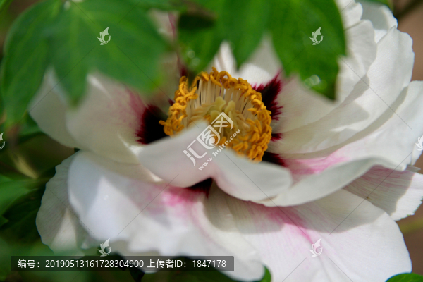 牡丹花