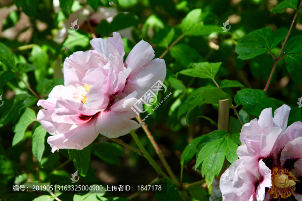 牡丹花