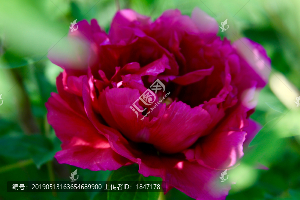 牡丹花