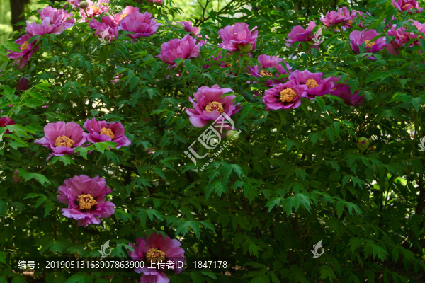 牡丹花