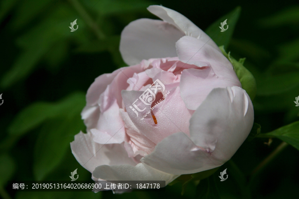 牡丹花