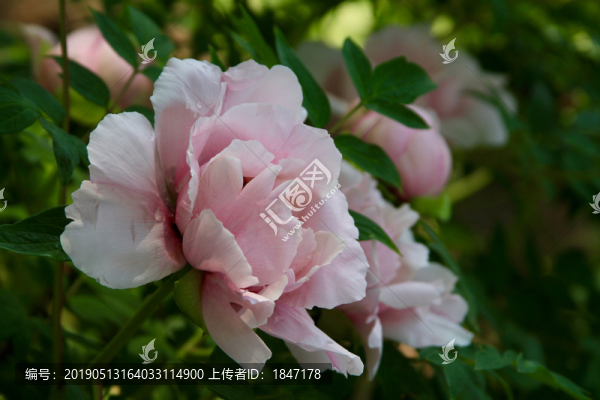 牡丹花
