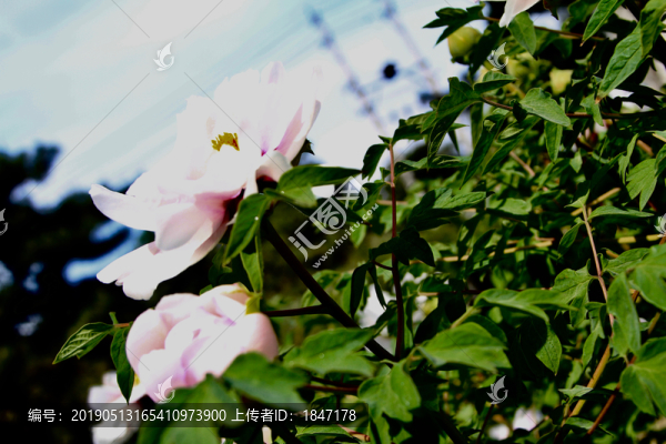 牡丹花