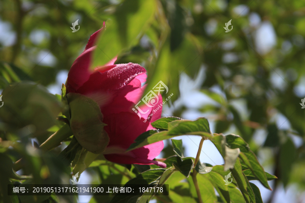 牡丹花
