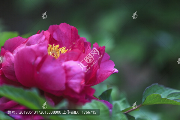 中國(guó)山西太原雙塔寺牡丹園賞花