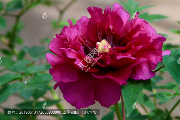 牡丹花