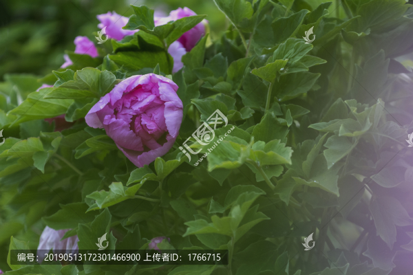 中國山西太原雙塔寺牡丹園賞花