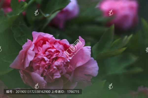 中國(guó)山西太原雙塔寺牡丹園賞花