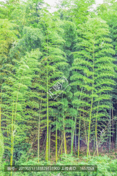 竹林