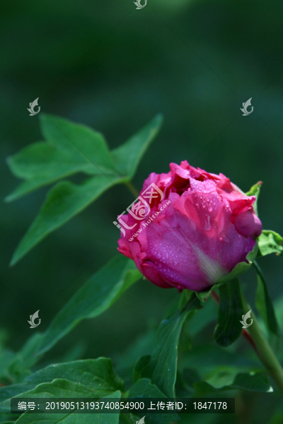 牡丹花