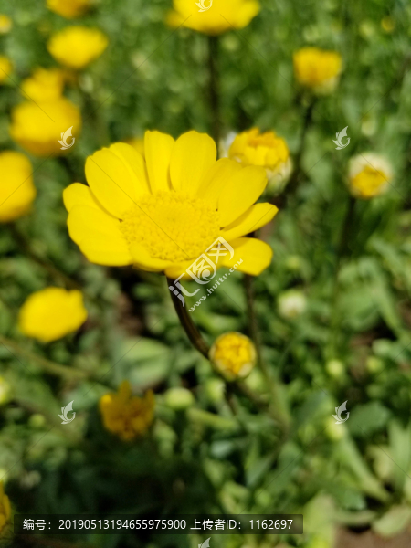 小黃花