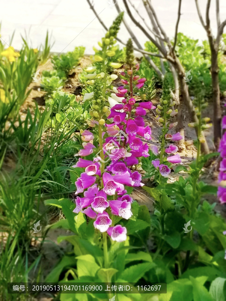 毛地黃