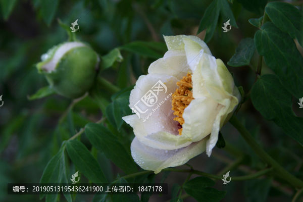 牡丹花