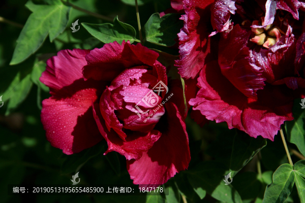 牡丹花