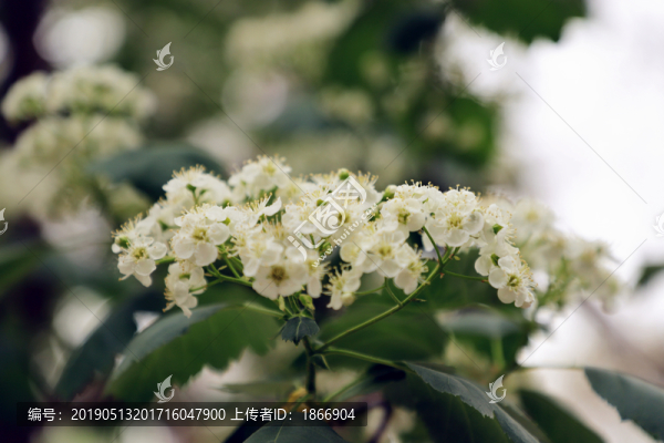 山里紅開花
