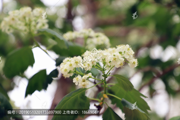 山里紅開花