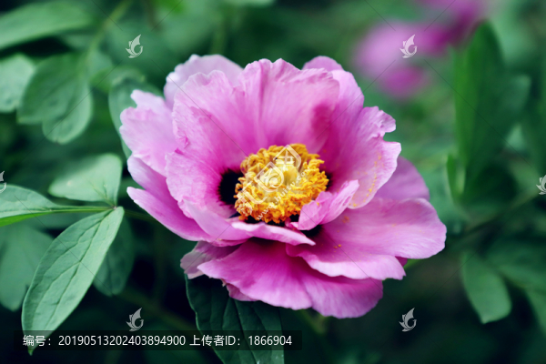 牡丹