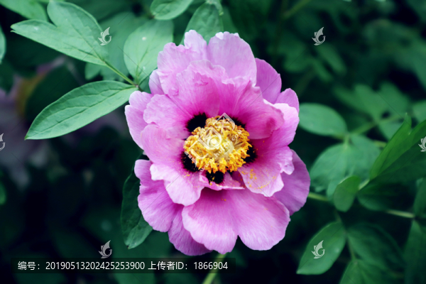 牡丹大圖