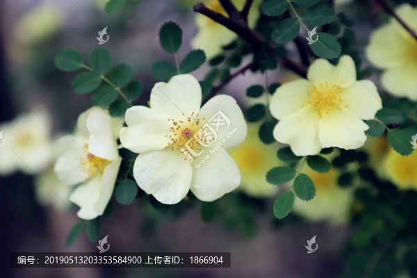 黃刺玫