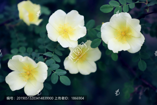 黃刺玫