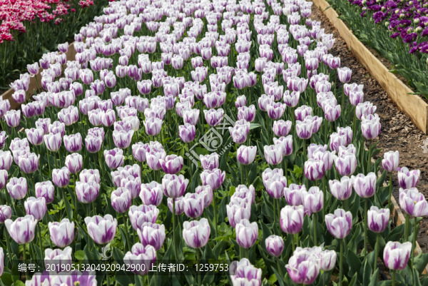 郁金香花海