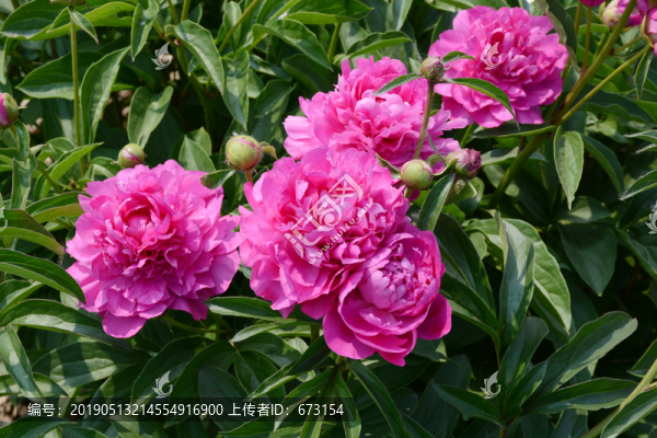芍藥