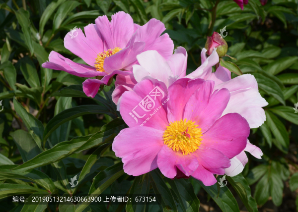 芍藥
