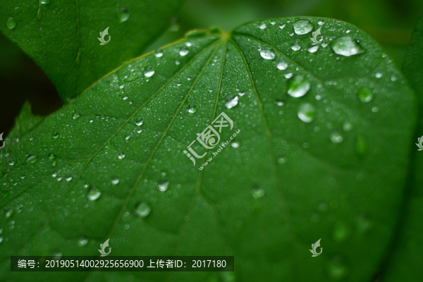 秦嶺春意