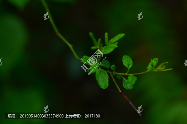 秦嶺春意