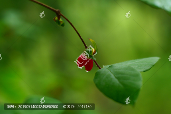 秦嶺春意