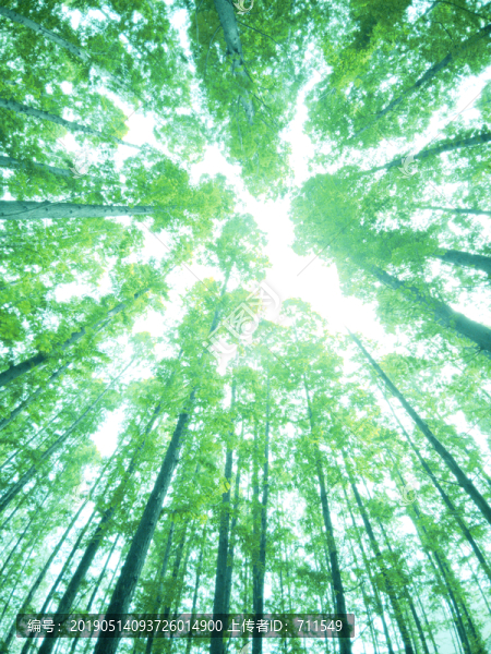 仰拍杉樹林
