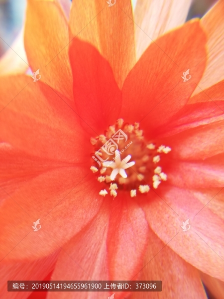 仙人指花