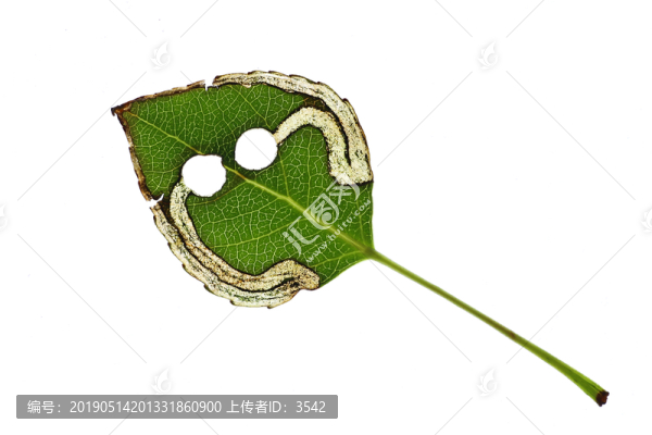 樹(shù)葉