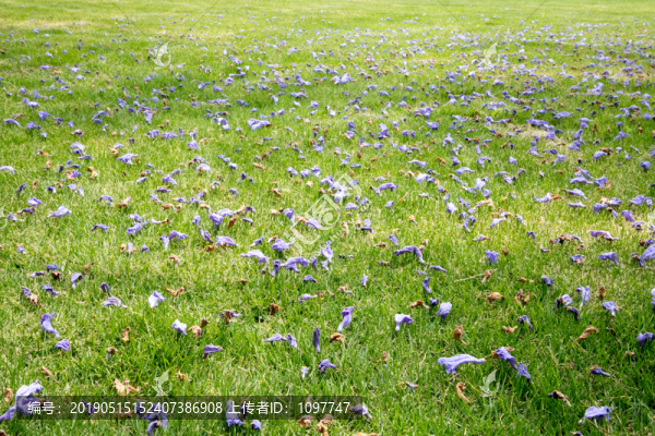 草地