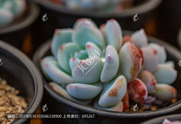 多肉盆栽